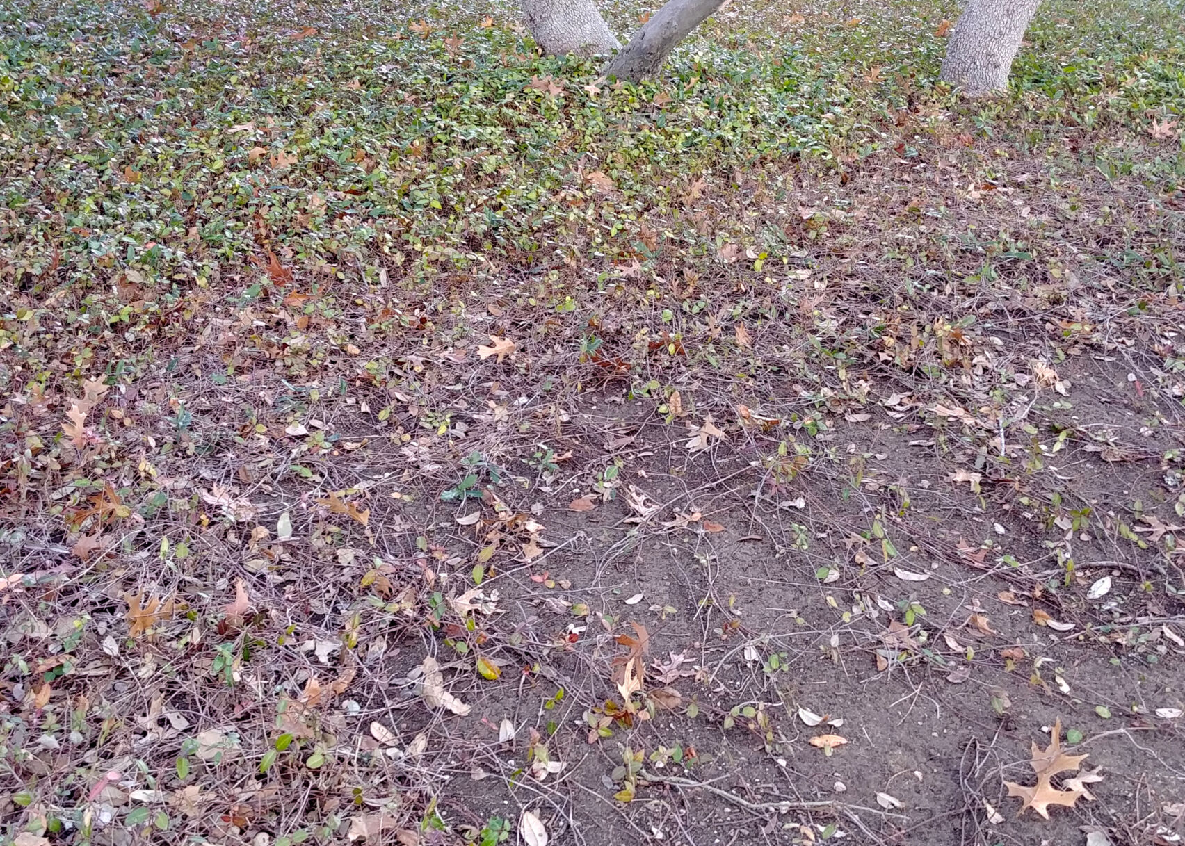 2.15.21 Asian jasmine thinning.jpg